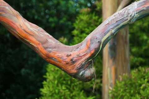 Rainbow Ecalyptus Branch Stock Photos