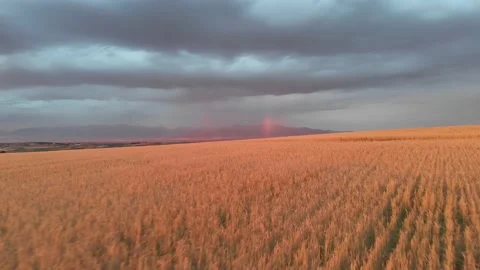 Rainbow at the end of field Stock Footage 166411406