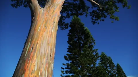 Rainbow eucalyptus Stock-Footage 49836595