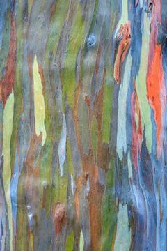 Rainbow eucalyptus Stock Photos