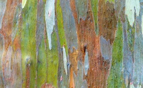 Rainbow eucalyptus Stock-Fotos