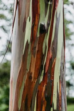 Rainbow eucalyptus tree in Hawaii Stock Photos