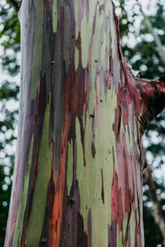 Rainbow eucalyptus tree in Hawaii Stock Photos