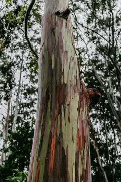 Rainbow eucalyptus tree in Hawaii Stock Photos