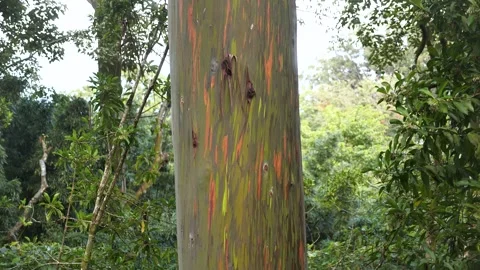 Rainbow eucalyptus tree on the island of Maui in Hawaii on the road to Hana. Stock Footage 329278148