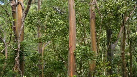 Rainbow eucalyptus tree on the island of Maui in Hawaii on the road to Hana. Stock Footage 329278973