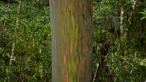 Rainbow eucalyptus tree on the island of Maui in Hawaii on the road to Hana. Stock Footage 329279086
