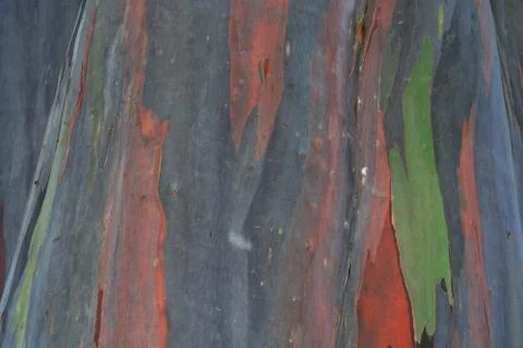 Rainbow Eucalyptus Tree Stock Photos