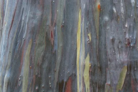 Rainbow Eucalyptus Tree Stock Photos
