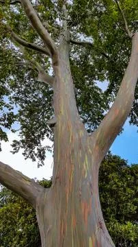 Rainbow eucalyptus tree Stock Photos