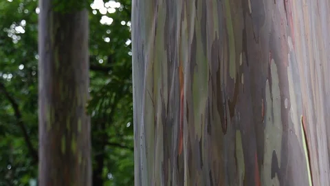 Rainbow Eucalyptus Trees In A Rain Forest Video stock 120485225