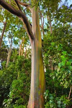 Rainbow Eucalyptus in Tropical Forest Foto stock