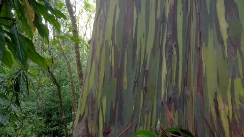 Rainbow Eucalytus trees know as "The painted trees" on Maui,Hawaii,USA Stock Footage 119563944