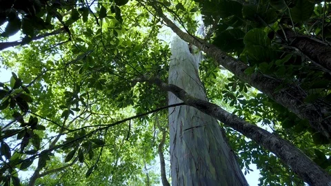 Rainbow Eucalytus trees know as "The painted trees" on Maui,Hawaii,USA Stock Footage 119565153