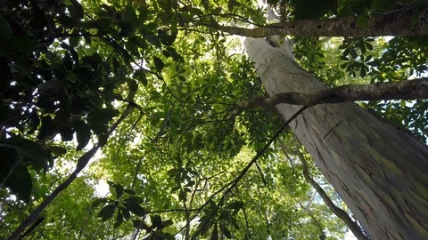 Rainbow Eucalytus trees know as "The painted trees" on Maui,Hawaii,USA Stock Footage 119568150