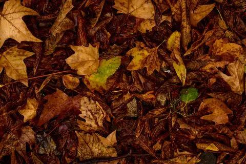 A rainbow of fall leaves Stock-Fotos