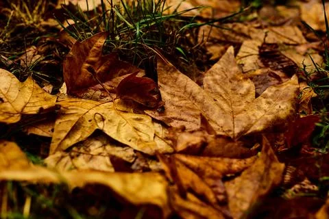 A rainbow of fall leaves Stock-Fotos