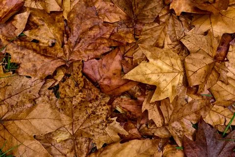 A rainbow of fall leaves Stock-Fotos