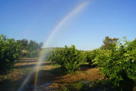 Rainbow In The Field Stock Photos
