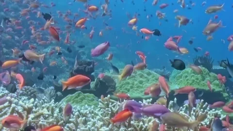 Rainbow of Fish Grace a Pristine Underwater Haven at Daytime Stock Footage 334790712