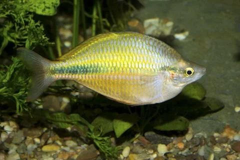 Rainbow fish Stock-Fotos