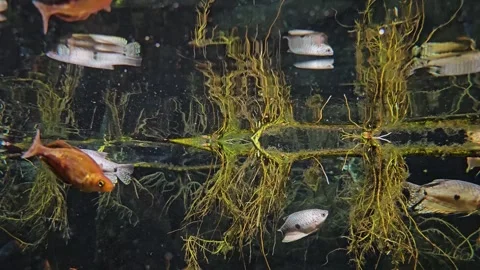 A rainbow fish school floating Stock Footage 296540162