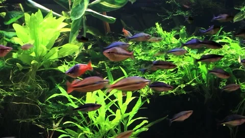 Rainbow fishes in a aquarium Stock Footage 226971792