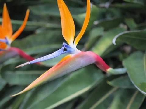 RAINBOW FLOWER 4K Video stock 140796958