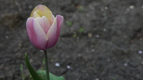 Rainbow flower Stock Footage 75396929