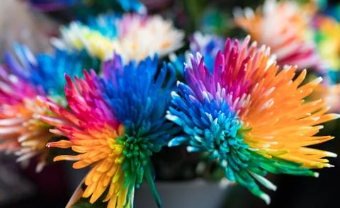 Rainbow Flowers Stock Photos