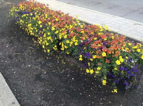 Rainbow of Flowers Stock-Fotos