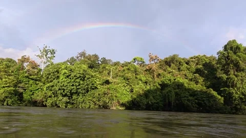 Rainbow forest Stock Footage 317111836