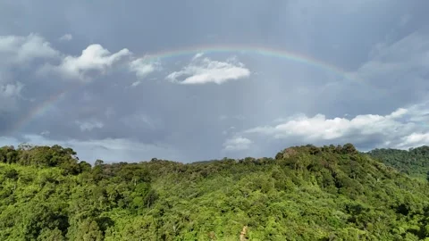 Rainbow forest Stock Footage 317112887