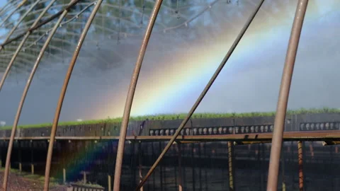 Rainbow Forms Above Automated Irrigation in Forest Nursery Stock Footage 340339591