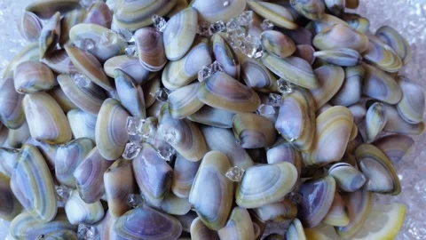 Rainbow fresh clams on crashed Ice. Seafood. Close up. Rotated Stock Footage 246392313
