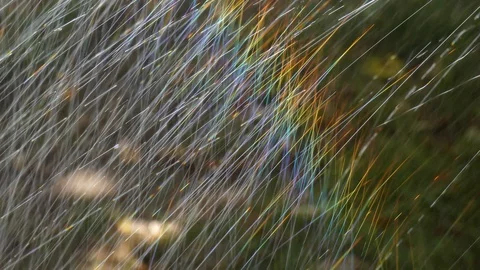 Rainbow in a garden Video stock 100099326
