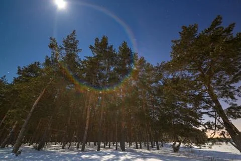 Rainbow glare from the moon on the background of a winter forest night. Stock Photos