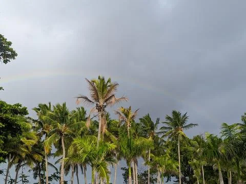 A Rainbow Going Over Palm Trees During a Cloudy Day Foto stock