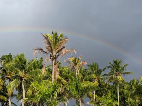 A Rainbow Going Over Palm Trees During a Cloudy Day Stock Photos