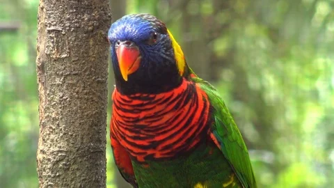 Rainbow (Green-naped) lorikeet Stock Footage 78476573