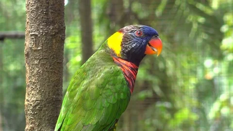 Rainbow (Green-naped) lorikeet Stockbeeldmateriaal 78482826