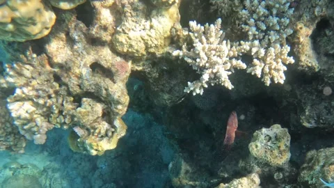 Rainbow Grouper hides in coral reef scuba diving Red Sea Stock Footage 250685148