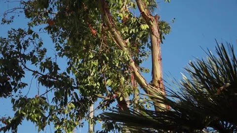 Rainbow Gumtree Leaves Rustle with Light Winds Downtown Santa Barbara Stock Footage 194340771