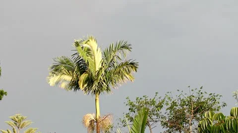 Rainbow Hint after the Rain Stock-Footage 9634032