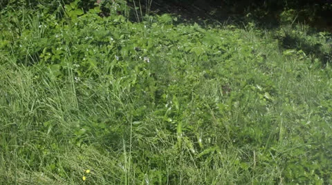 Rainbow on the lawn 01 Stock Footage 25911926