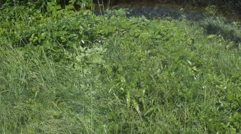 Rainbow on the lawn 02 Video stock 25911915