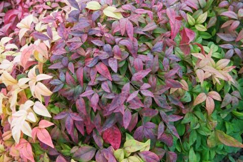 Rainbow leaves Stock Photos