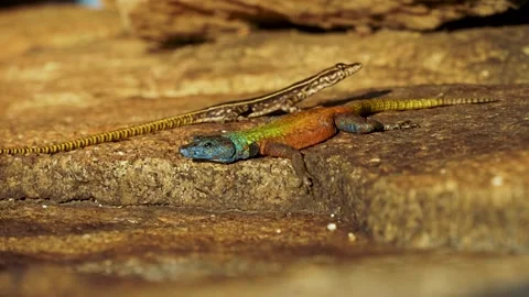 Rainbow lizard crash Stock Footage 278980789