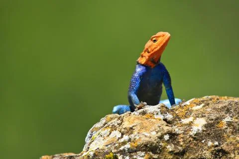 Rainbow lizard on the rock Stock Photos
