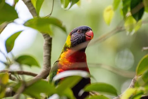 Rainbow lorakeet Stock Photos